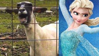 Let It Goat  Disney Frozen Edition [upl. by Gayla857]