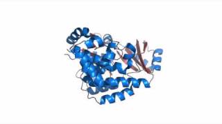 Malonyl CoA ACP Transacylase [upl. by Sunev]