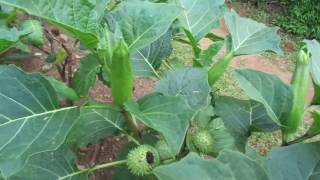 Datura metelKalu attanaEla attanaAththanaHerbal plants of Sri Lanka [upl. by Silra]