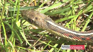 Controlling Garter Snakes [upl. by Yevad]