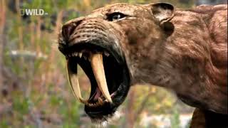 🐆 TIGRE DIENTES DE SABLE  CAZADORES PREHISTÓRICOS 🦕 NATIONAL GEOGRAPHIC HD [upl. by Sollows]