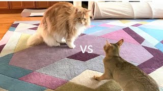 Maine Coon vs Chausie [upl. by Buchheim]