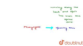 Describe charateristic features of chordates  CLASS 11  ANIMAL KINGDOM  BIOLOGY  Doubtnut [upl. by Marena]