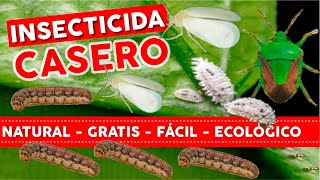 🔥100 NATURAL GRATIS y FACIL🐛 Insecticida Casero Para Plantas  Huerto y Jardin Ecológico [upl. by Eibba]