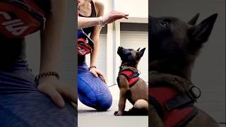 🦮🦮🦮malinois dogtraining germanshepherd doglover pitbull becgie belgianmalinois [upl. by Madison]