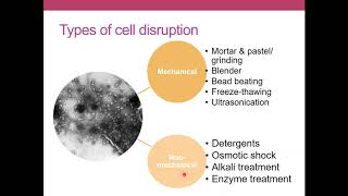 Cell disruption and Ultracentrifugation  Techniques in Molecular Biology [upl. by Iek]