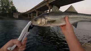 Before amp After Hurricane Helene Top Water Stripers Roanoke river Weldon NC Berkley Cane Walker [upl. by Nitniuq35]