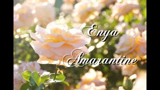 ふわふ和訳：Amarantine  Enya [upl. by Gide]