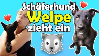 Ein Welpe zieht ein 🐺Traumhund Schäferhund Welpe 🐶 Erster Tag [upl. by Zebaj]