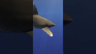 Oceanic Whitetip Shark takes very close look at diver at Cat Island Bahamas shark shorts ocean [upl. by Vivianne910]