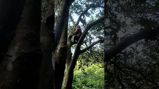 Chittagong Tour  Sitakunda  Chandranath Hill  Lots of Monkeys [upl. by Tobe]