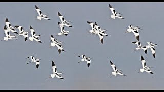 Avocette élégante et Magique [upl. by Ayatnahs923]