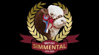 Sale of Simmental Bulls at Stirling on Monday 21st October 24 approx 12 noon [upl. by Emalee538]