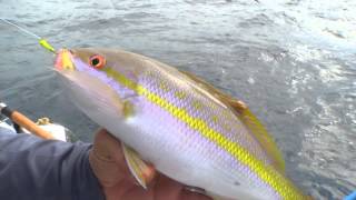 Yellowtail Snapper Fishing is Favorite for Florida Keys Skipper [upl. by Ainoet311]