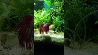 update corydoras bettafish Someone seems to be watching me intently [upl. by Eniahs]