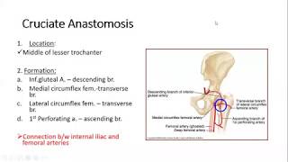 Lower Limb Trochanteric amp cruciate anastomosis httpswebfacebookcomdranatomy786 [upl. by Allemap]