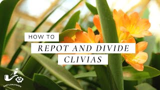 How To Repot and Divide Clivias  A StepbyStep Guide [upl. by Ahsap]