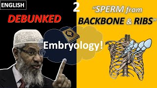 GrecoRoman Embryology in the Quran Part II Production of Sperm between Backbone amp Ribs English [upl. by Ajat]