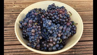 Wine Making  Gamay amp Pinot Noir [upl. by Floeter545]