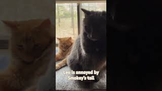 Leo is annoyed by Smokey’s tail [upl. by Oman]