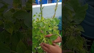 மாடி தோட்டத்தில் சிறிய அறுவடை  புளிச்ச கீரை தொக்கு அறுவடை Terrace Garden Harvest in Tamil shorts [upl. by Eemak]