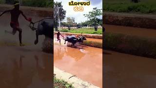 Bolara kudi kambala music kambalalive shortvideo kambula trending kambala ತುಳುನಾಡ್ [upl. by Farand]