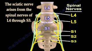 Sciatic Nerve  Anatomy  3D animation  Everything You Need To Know  Dr Nabil Ebraheim [upl. by Asillim]