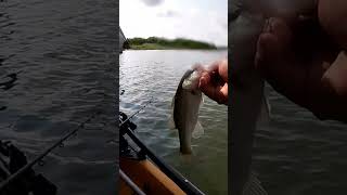 Sigue funcionando el señuelo punta diamante fishing pesca pescadeportiva shortsvideo [upl. by Inek]