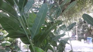 How to grow the greater galangal Alpinia galanga [upl. by Zasuwa]