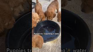 Puppies taste sparkling water for the first time goldendoodle puppies cutedog [upl. by Ayhay885]