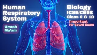 Human Respiratory System  मानव श्वसन तंत्र  Biology  ICSECBSE Class 9 amp 10  Umrah mam [upl. by Mandelbaum]