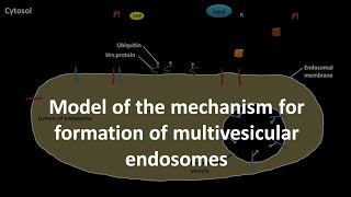 Multivesicular endosome formation mechanism [upl. by Dempstor]