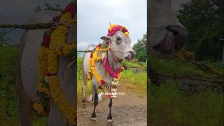 😻Alagar Mass Thoranai🎊  jallikattu eruthattam trending instagram reels [upl. by Rebmyt]