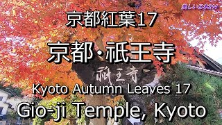 京都紅葉17 京都・祇王寺ぎおうじ 紅葉 Kyoto Autumn Leaves 17 Autumn leaves at Gioji Temple Kyoto [upl. by Nwahc695]