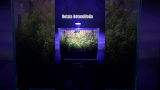 Rotala Rotundifolia aquarium nanotank plantedtank fishtank freshwateraquarium [upl. by Reel774]