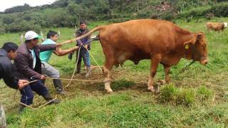 PARTO DE UNA VACA CON DIFICULTAD EN COHECHÁN ¿CÓMO SE AYUDÓ  PARTE 3 [upl. by Trebor]