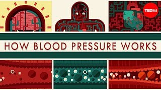 How blood pressure works  Wilfred Manzano [upl. by Rockafellow131]