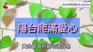 三種超好種的觀葉植物｜黃金葛  Pothos  綠蘿｜美鐵芋  金錢樹  Zamioculcas  ZZ Plant｜迷你椰子  袖珍椰子 Chamaedorea elegans [upl. by Aimas]