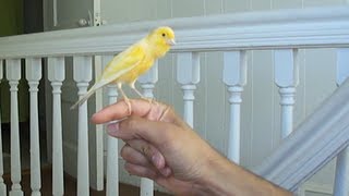 Canary singing on my hand [upl. by Dloniger]