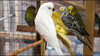 2 Hours of Budgies Singing Playing and Talking  Play For Your Budgie [upl. by Cleve]