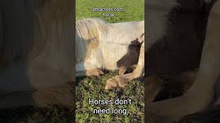 Why Do Horses Sleep Standing Up Understanding Equine Sleep Patterns and Health [upl. by Scotti]