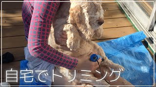 自宅でシニア犬のトリミング アメリカンコッカースパニエルメイampキャバリア×チワワモモタロー [upl. by Notac300]