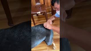 Parvovirus vaccine injection to Rotweiller breeddog short [upl. by Drhacir248]