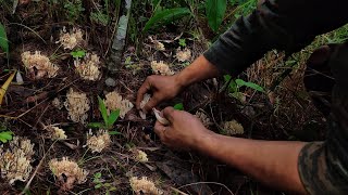 Coral mushrooms 🍄  Foraging Wild Mushrooms  Harvesting lots of mushroom🍄 [upl. by Yerxa]