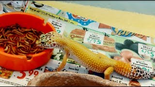 LEOPARD GECKO FEEDING [upl. by Favien762]