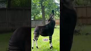 Have you ever seen Okapi 😵okapi animals okapis wildlife jungle forest [upl. by Arymahs654]