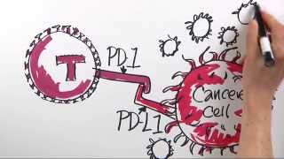 How is Immunotherapy Used to Fight Cancer  DanaFarber Cancer Institute  Science Illustrated [upl. by Ecienaj]