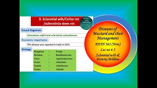 20 PATH 365 New Lec no 43 MustardSclerotial wilt disease amp Downy Mildew [upl. by Ameyn]