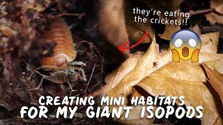 THEYVE TAKEN OVER Creating Mini Habitats For My Giant Isopods [upl. by Apthorp]