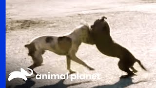 Stray Dog Fight Shocks Villalobos Team Member  Pit Bulls amp Parolees [upl. by Deaner133]